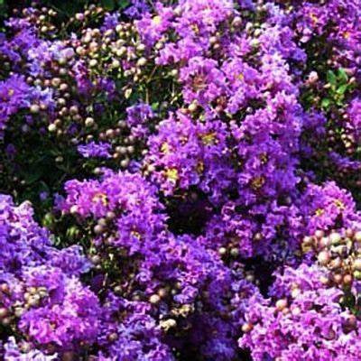 One Purple Crape Myrtle Lagerstromia indica ‘Catawba’ Tree Healthy Harvesters