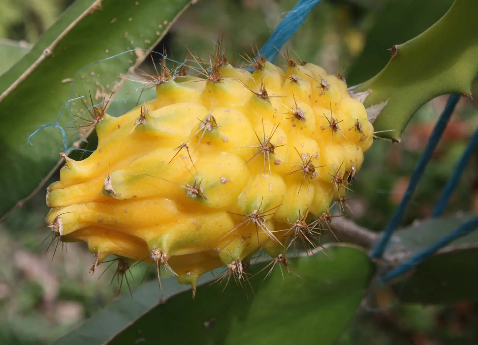 Yellow Dragon Fruit Palora Ecuadorian Selenicereus megalanthus Rooted Plant Healthy Harvesters