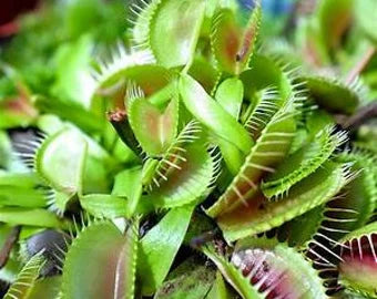 Venus Flytrap Plant Healthy Harvesters