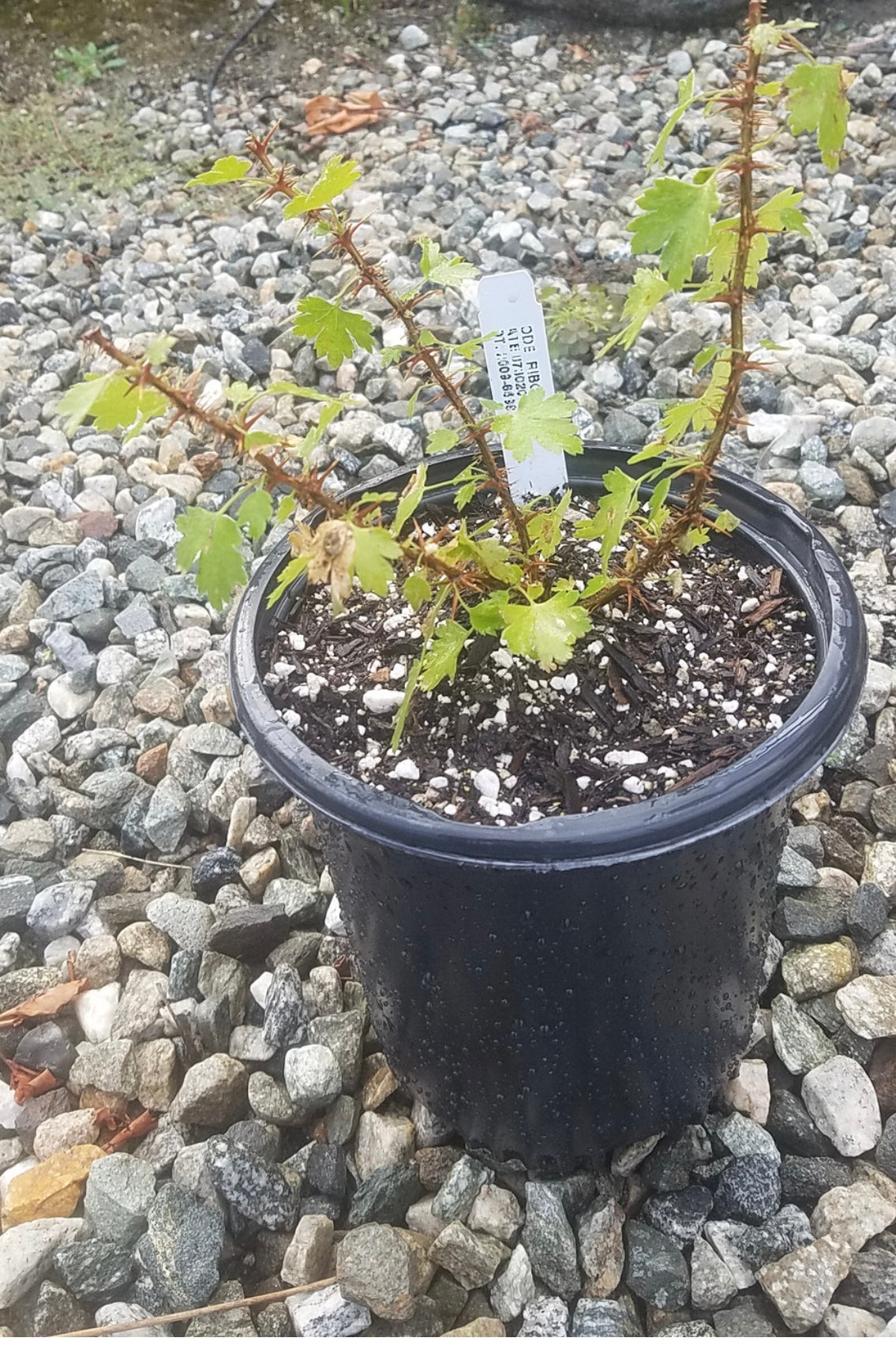 Hillside Gooseberry Ribes californicum Plant One Gallon Size