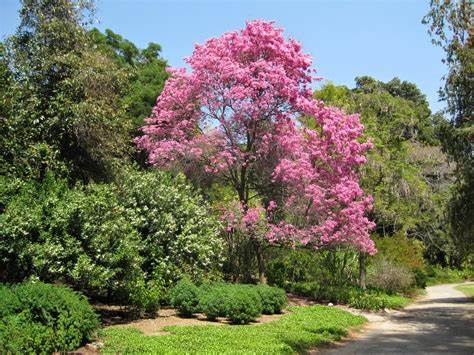 Pink Trumpet Tree Tabebuia impetiginosa (Tabebuia ipe) Healthy Harvesters