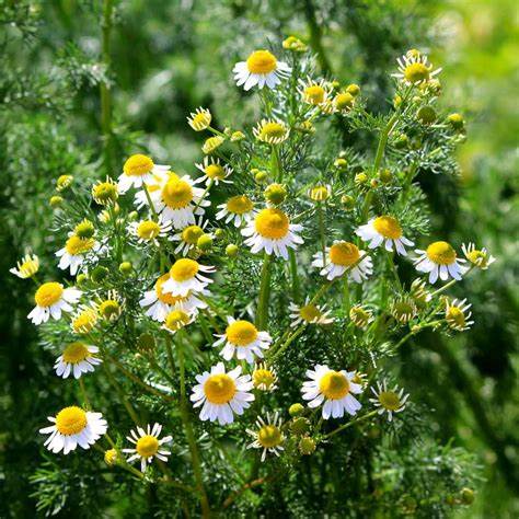 Roman Chamomile Plant - Perennial Herb Groundcover Healthy Harvesters