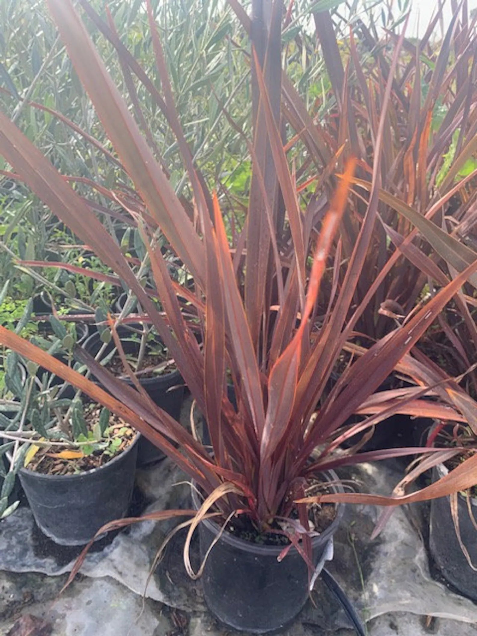 New Zealand Flax Phormium Bronze Purple Landscape Plant 5 Gallon Size Healthy Harvesters