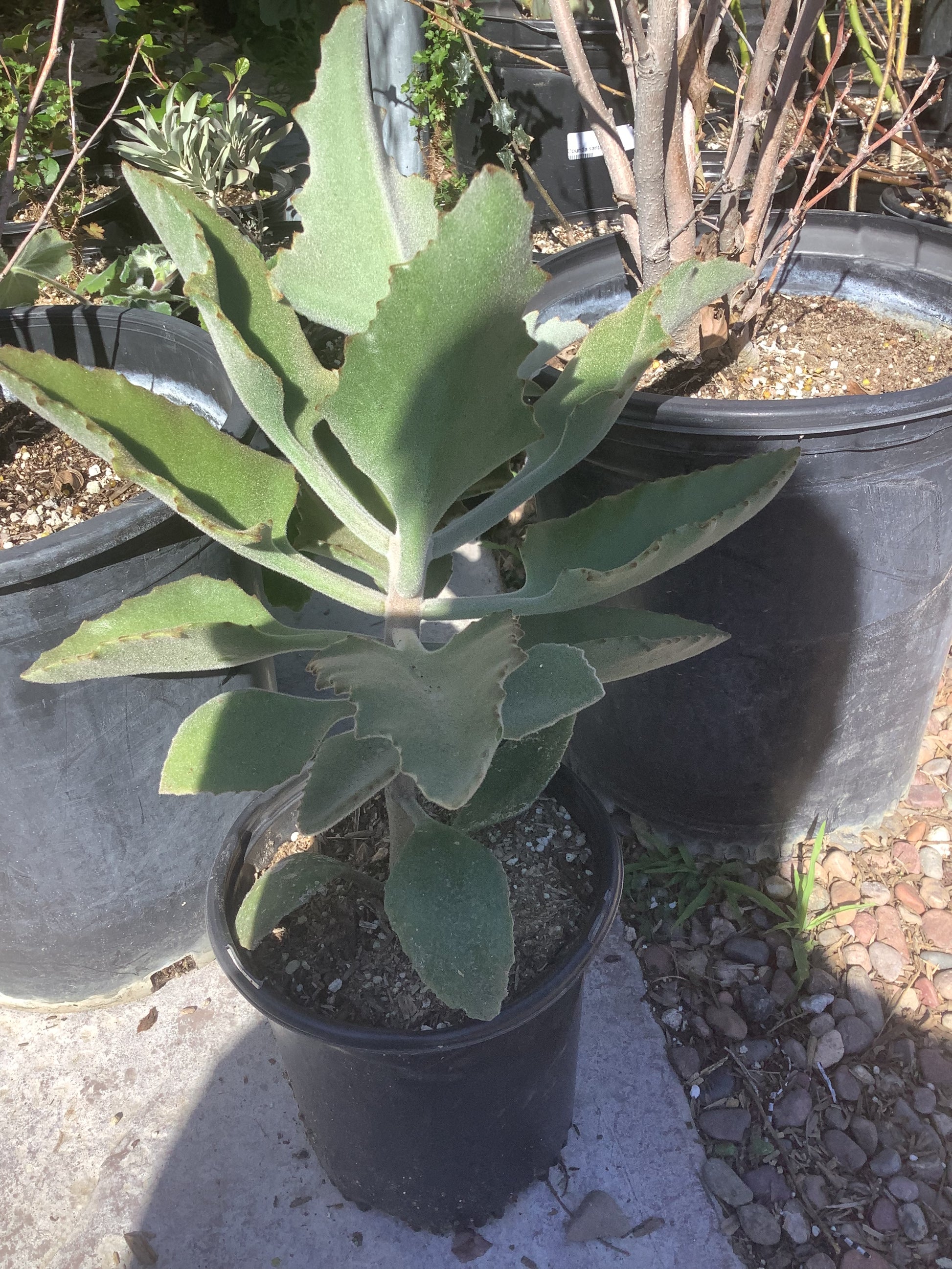 Velvet Leaf Elephant Ear Plant Kalanchoe beharensis One Gallon Size Healtny Harvesters