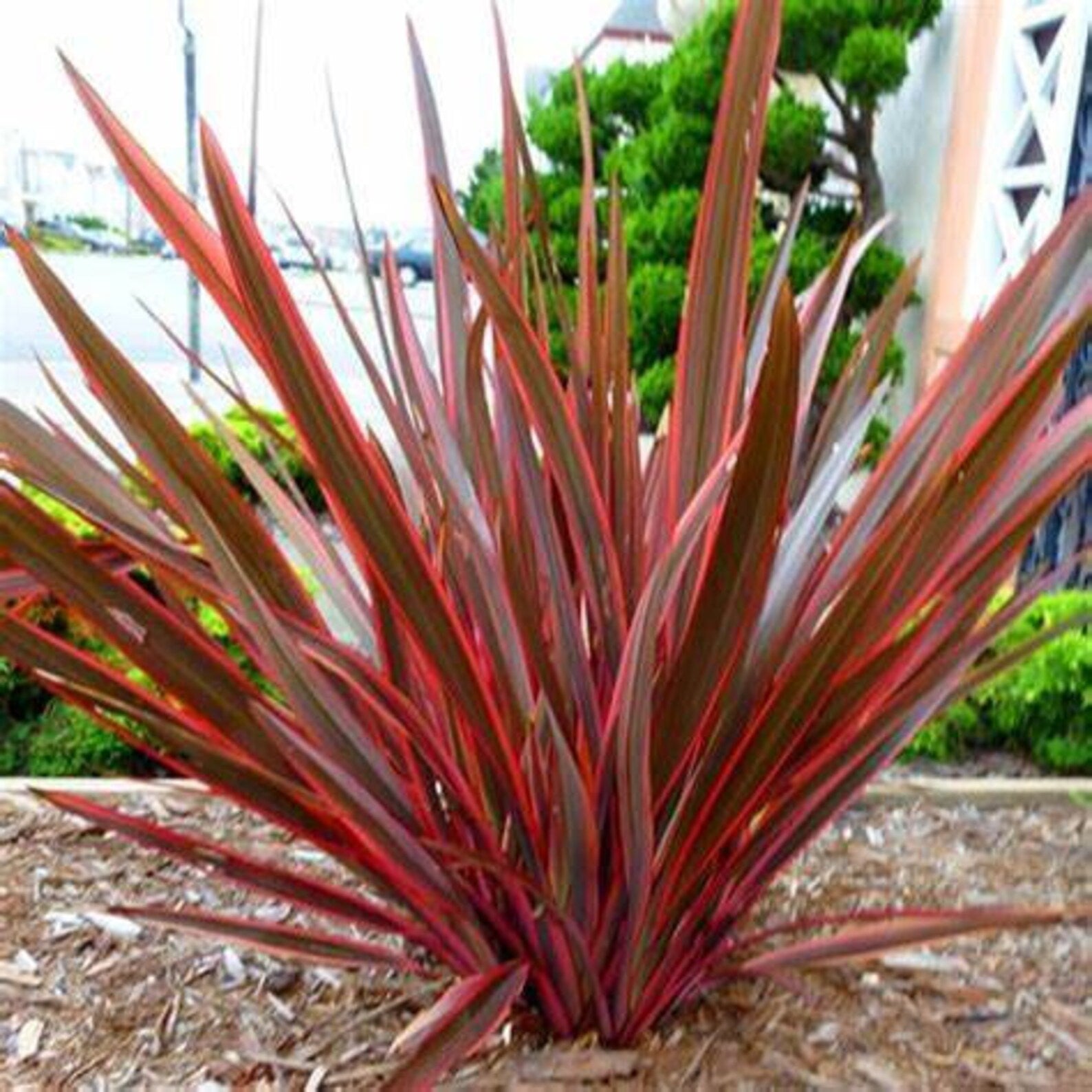 New Zealand Flax Phormium Bronze Purple Landscape Plant 5 Gallon Size Healthy Harvesters