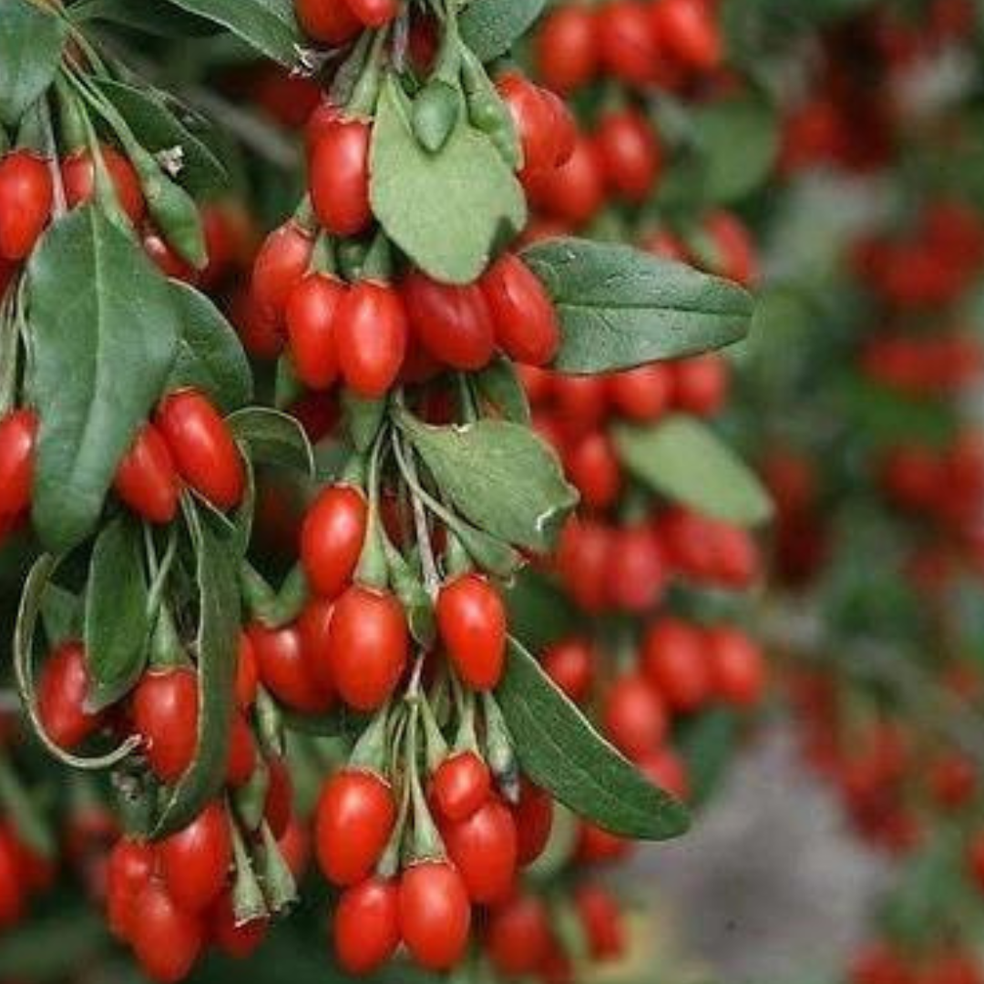 One  Goji Berry  (Lycium Barbarum) Plant