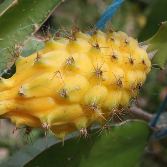 Three (3) Palora Ecuadorian Yellow Dragon Fruit  Selenicereus megalanthus ROOTED Plants