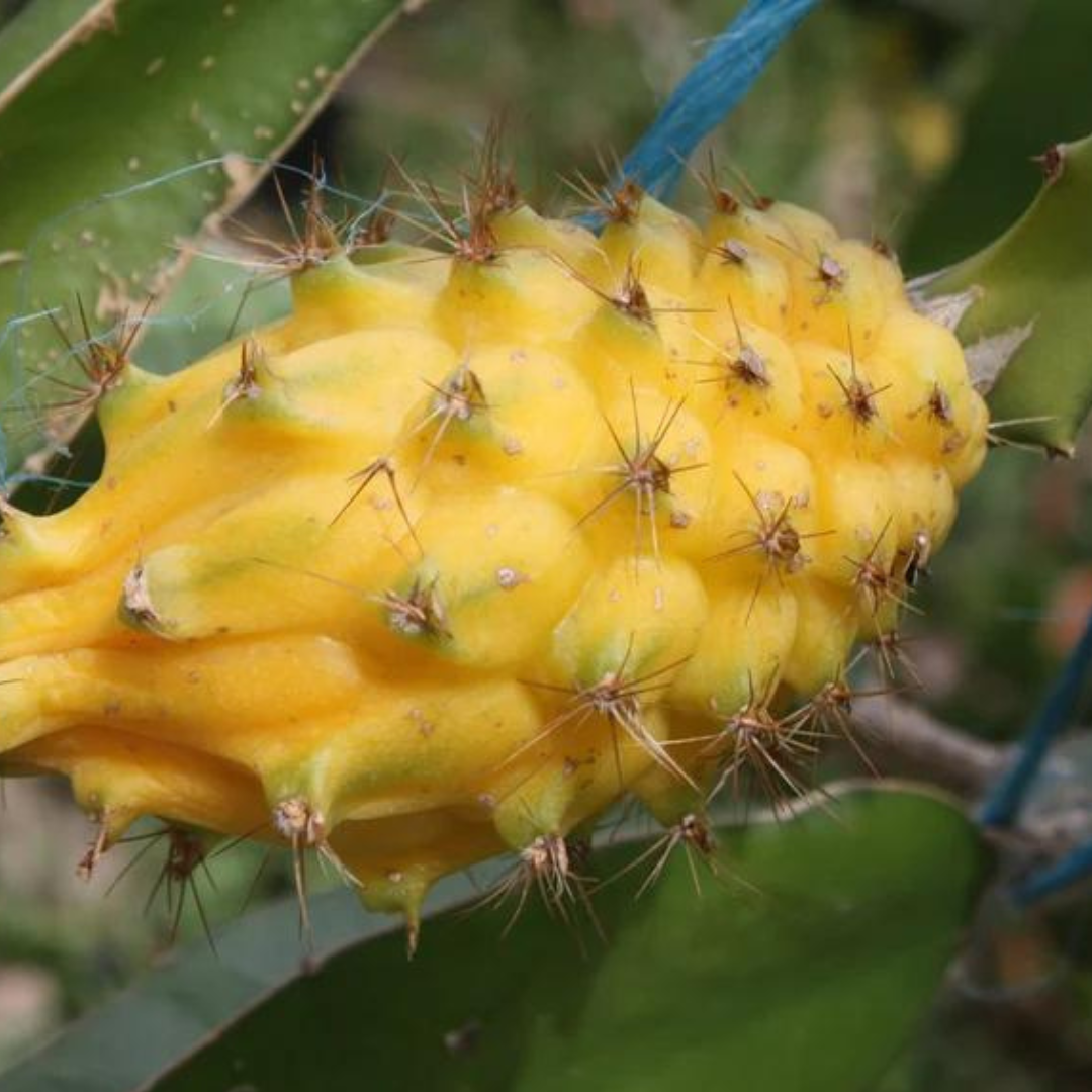 Three (3) Palora Ecuadorian Yellow Dragon Fruit  Selenicereus megalanthus ROOTED Plants Healthy Harvesters