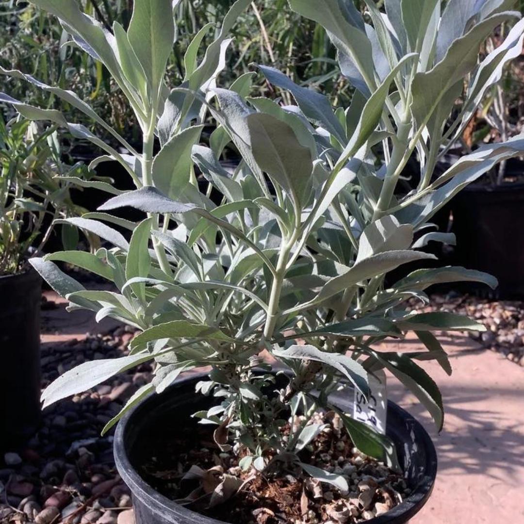 White Sage Salvia apiana Plant One Gallon Size