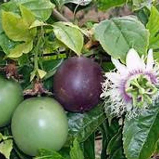 1 Purple Passion Fruit Plant