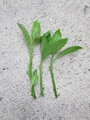 Five Edible Longevity Spinach (Gynura Procumbens) Cuttings