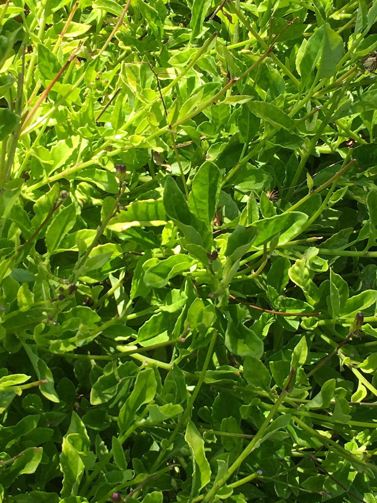 Five Edible Longevity Spinach (Gynura Procumbens) Cuttings