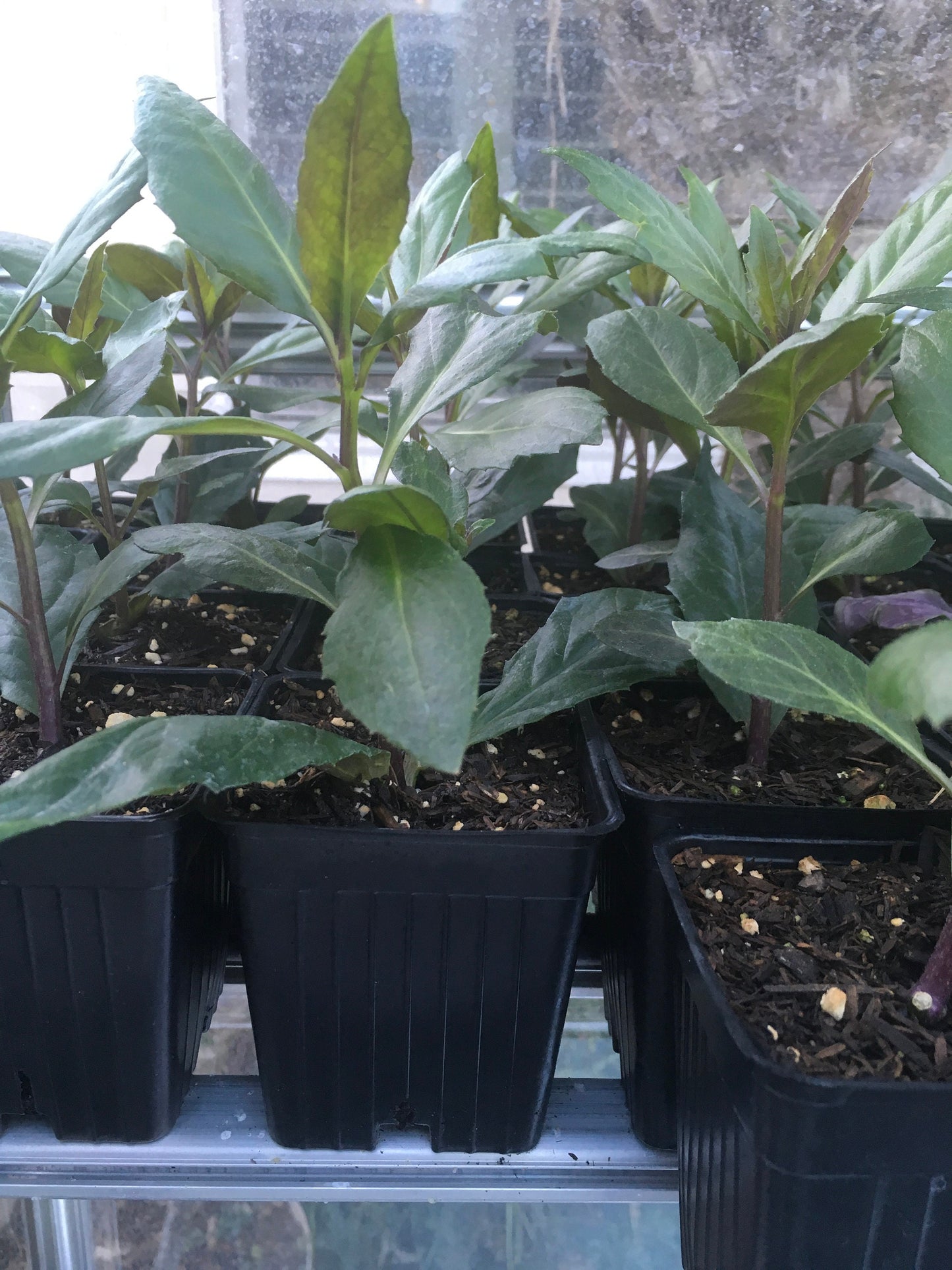 Perennial Spinach Sale- 1 Longevity Spinach (Gynura Procumbens) and 1 Okinawa Spinach LIVE PLANTS