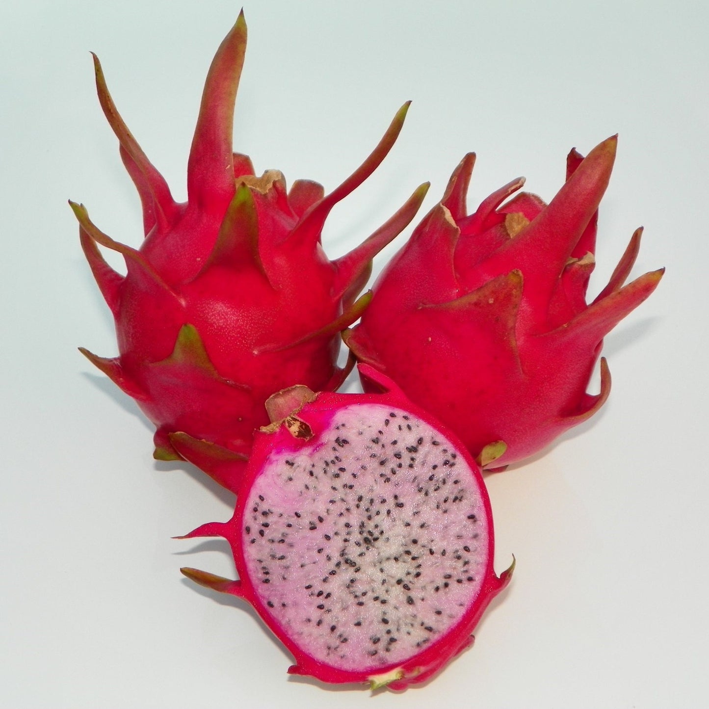 1 Delight” Hylocereus Polyrhizus X Undatus Dragon Fruit Rooted Plant