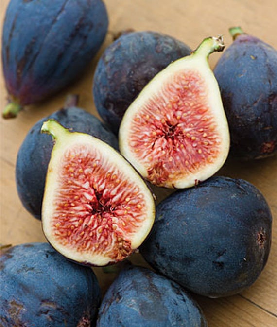 4 Brown Turkey  Fig Trees Healthy Harvesters