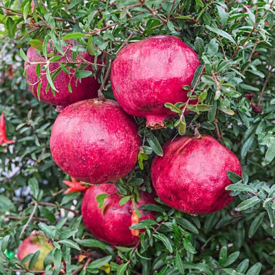 4 Red ‘Wonderful’ Pomegranate Plants