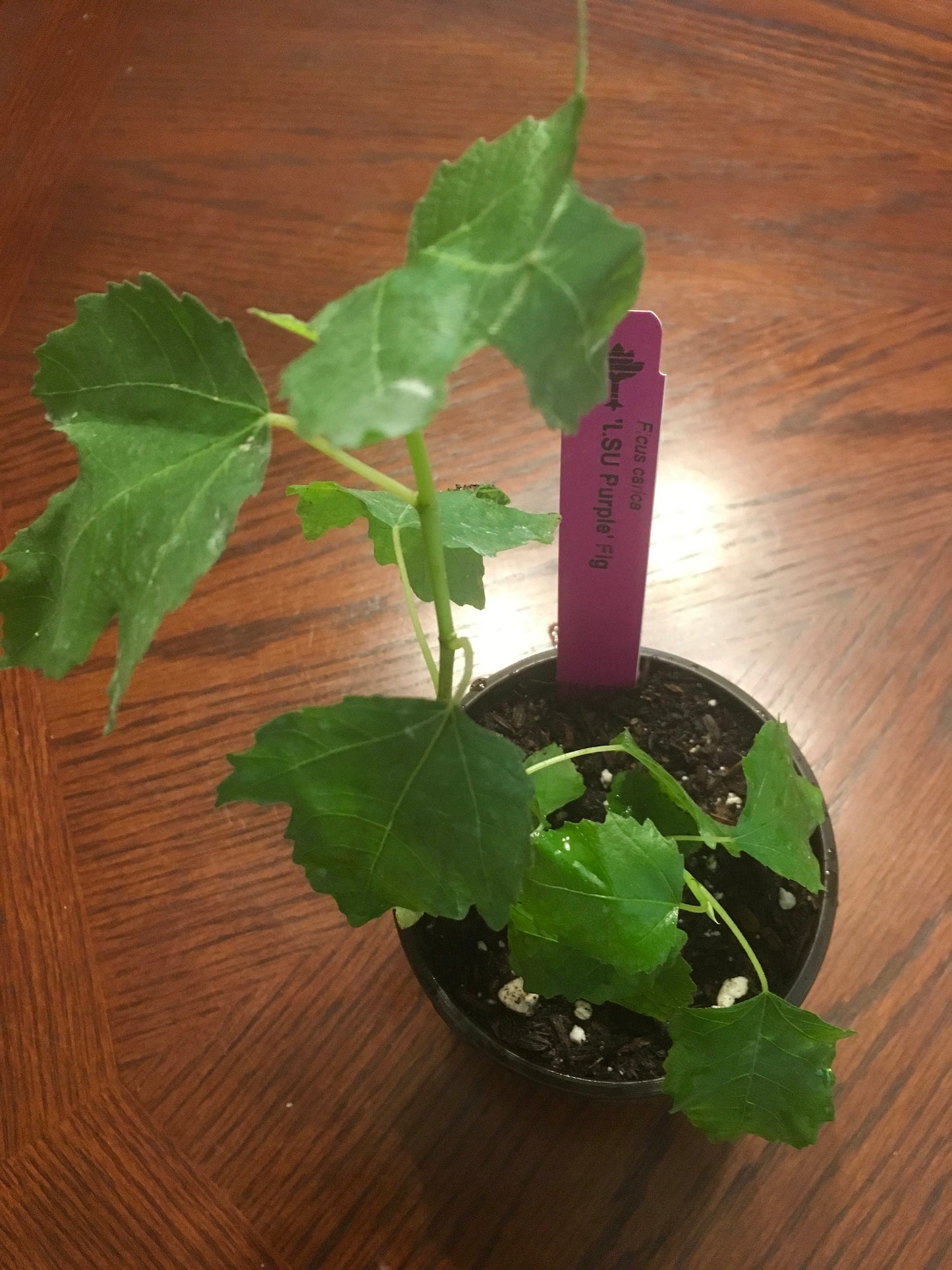 LSU Purple Fig (Ficus carica) WELL-ROOTED Plant