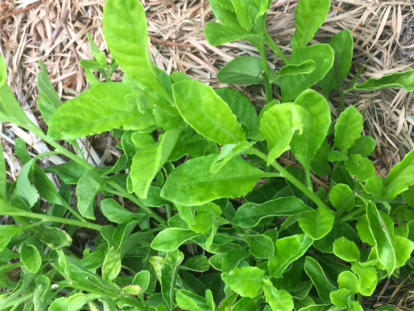 Perennial Spinach Sale- 1 Longevity Spinach (Gynura Procumbens) and 1 Okinawa Spinach LIVE PLANTS