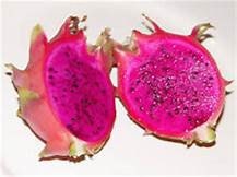 4 “Rixford” Variety Dragon Fruit ROOTED Plants