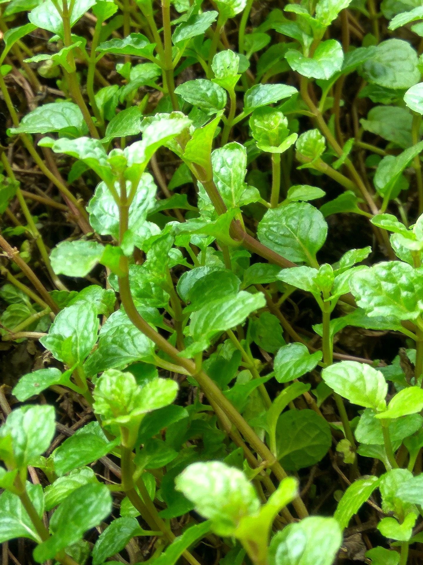 1 Spearmint Mint Plant