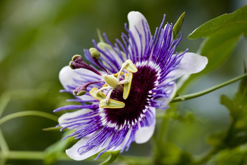 Purple Passion Fruit Flower