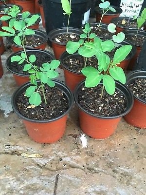 1 Moringa Oleifera  “Drumstick Tree” Seedling Plant