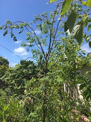 Edible Moringa Leaves