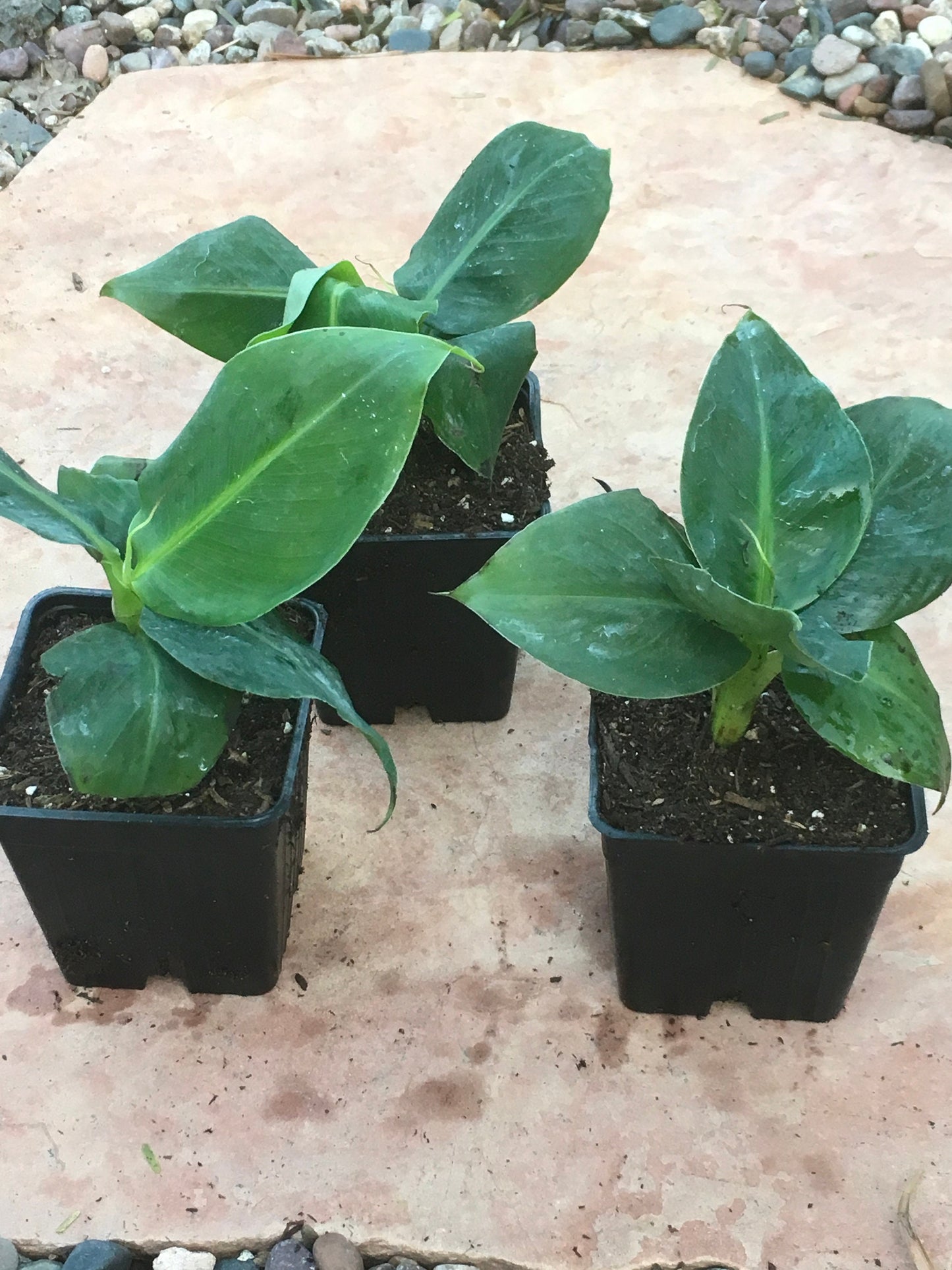 4 Dwarf Cavendish Banana  Live Plants