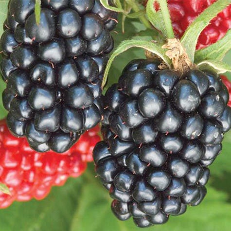 2 Navajo Thornless Blackberry Plants
