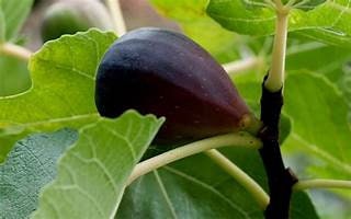 4 Hardy Californian Black Mission Fig Plants