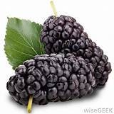 4 Dwarf Everbearing Black Mulberry Trees Morus nigra Healthy Harvesters