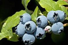 2 Duke Blueberry Plants