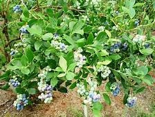 2 Jewel Southern Highbush Blueberry Plants