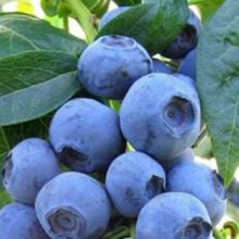 Jewel Southern Highbush Blueberry Plant Healtny Harvesters