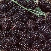 Boysenberry Plant Two  Gallon Size Healthy Harvesters