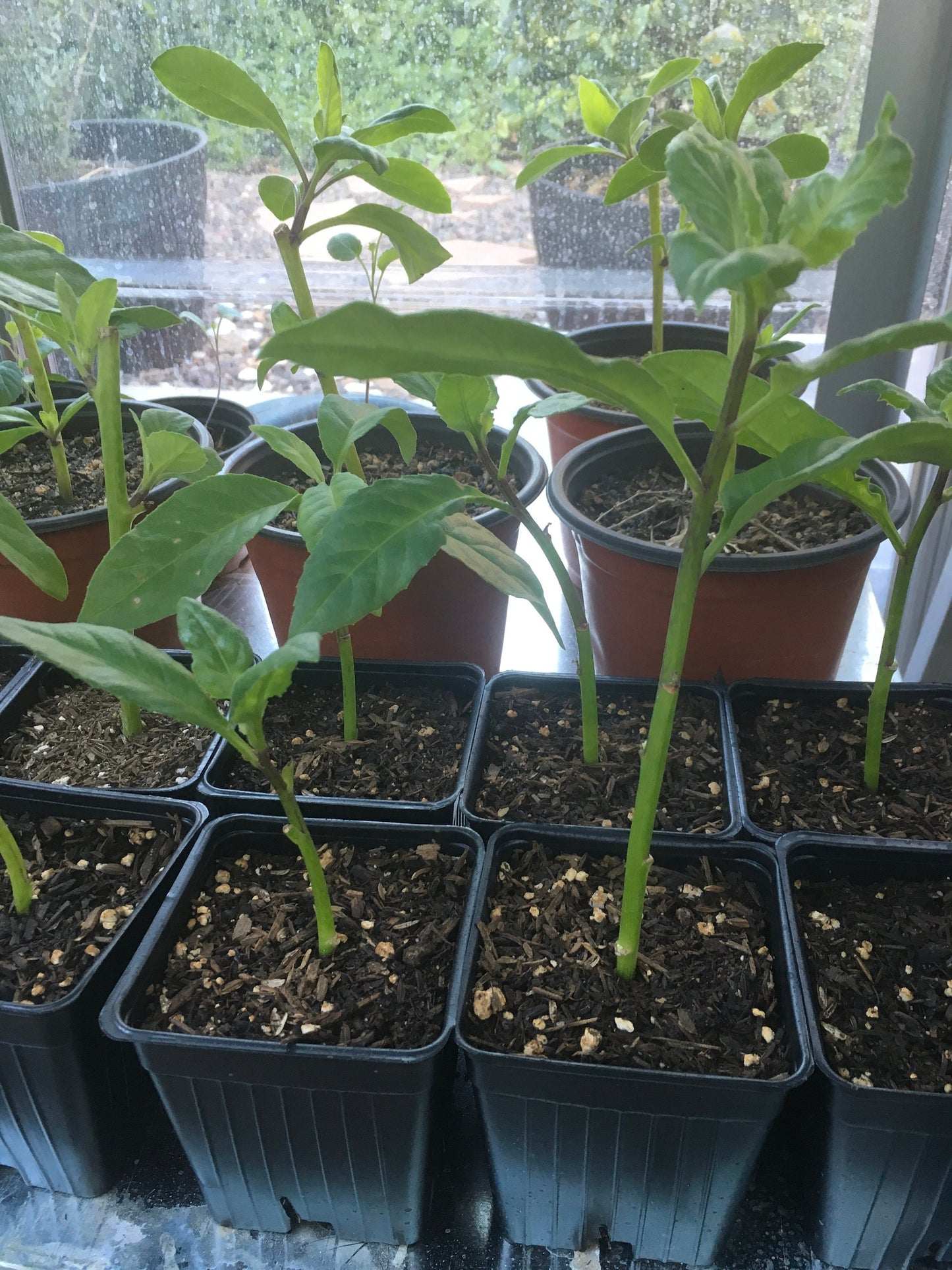 Longevity Spinach (Gynura Procumbens) Plant