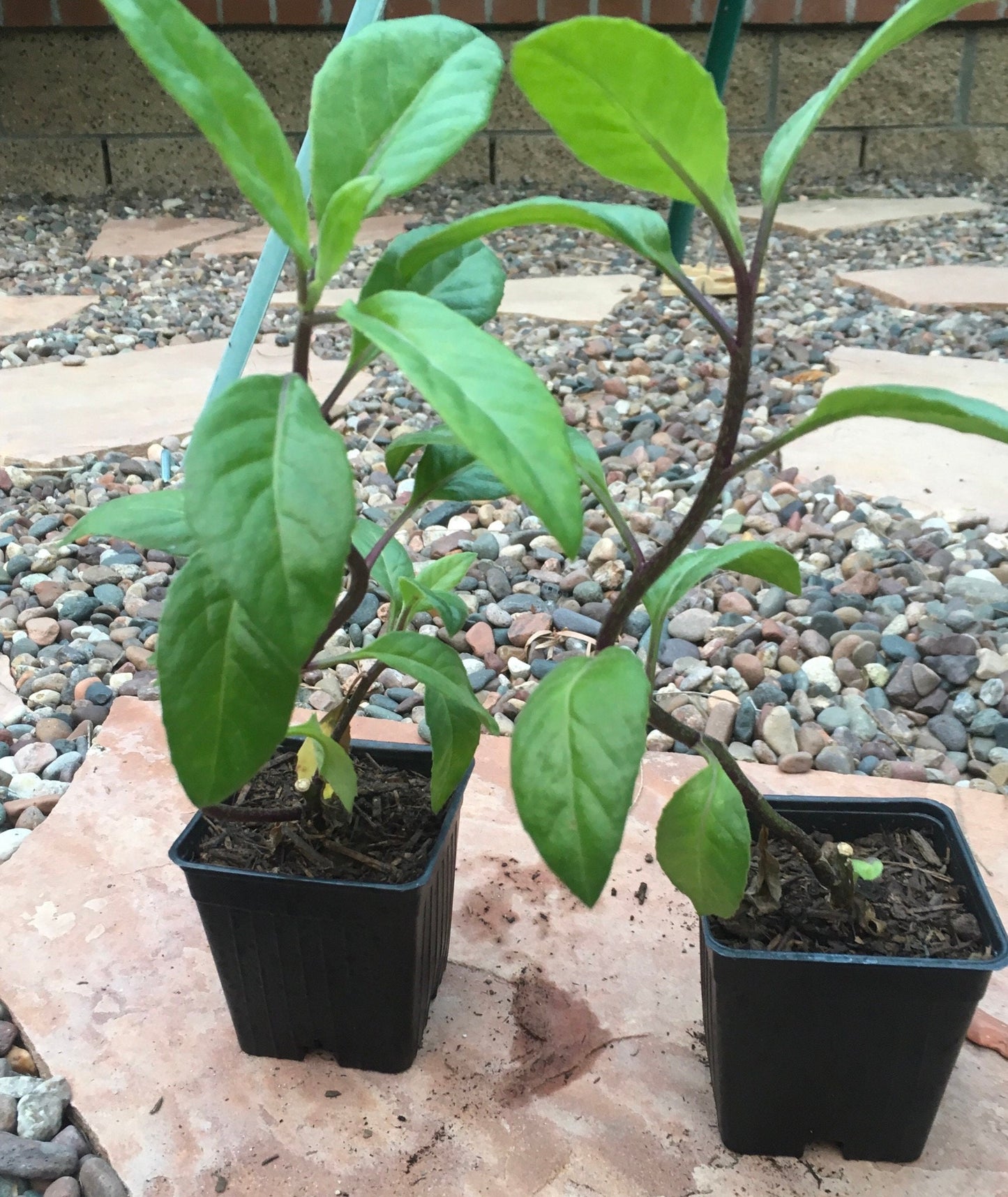 Gynura  Procumbens (4)Longevity Spinach Rooted Plants