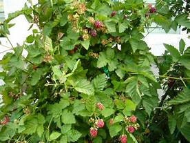 4  Boysenberry Plants