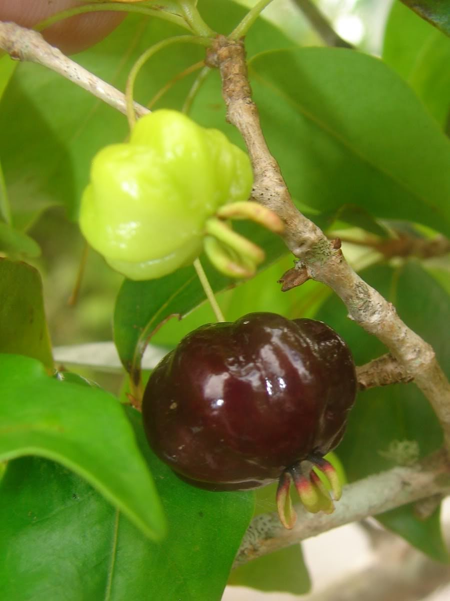 One Surinam Cherry Eugenia Uniflora Rooted Plant Sweet Black Variety