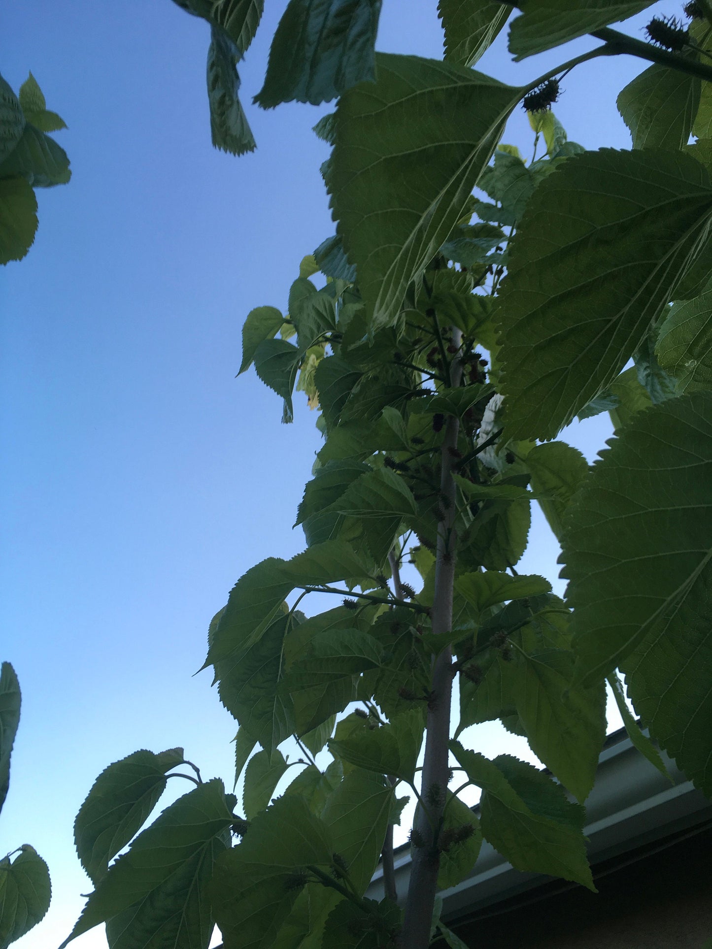 4 Persian Black Mulberry Tree Cuttings