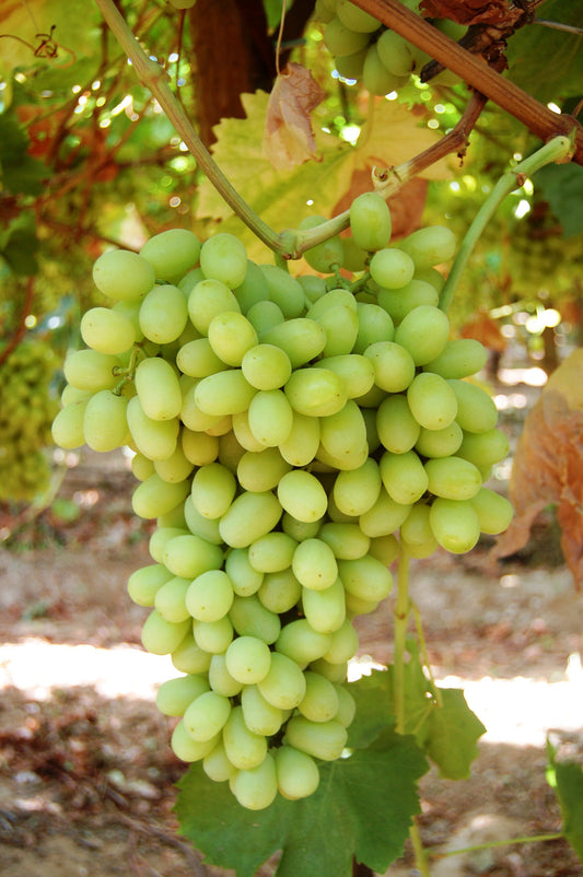 Thompson Seedless Grape Plant 2 Gallon Size Healthy Harvesters