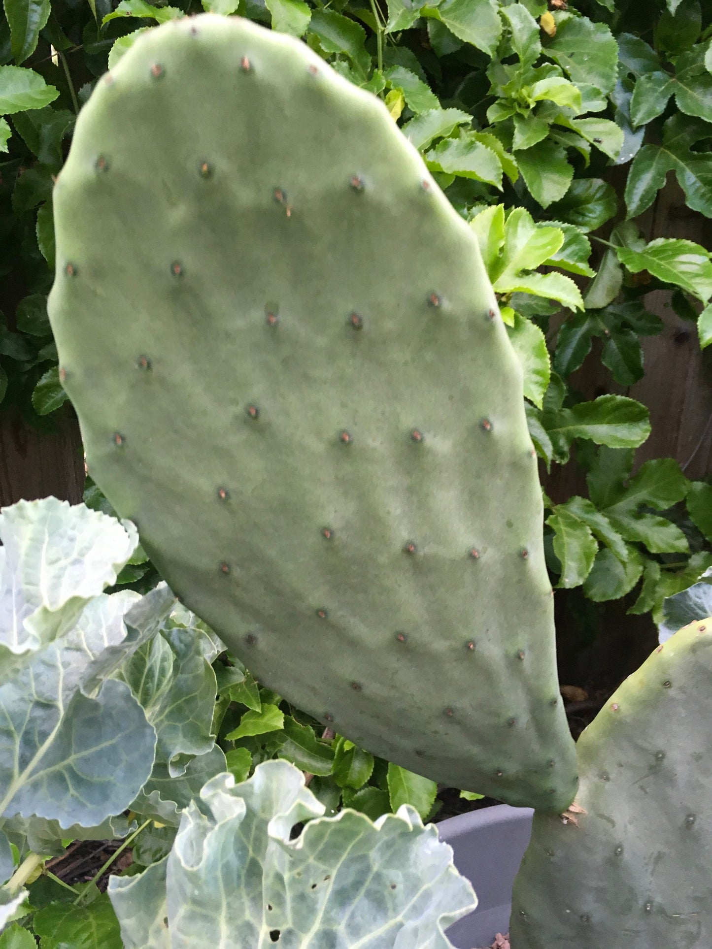 Spineless Edible Nopales Prickly Pear Cactus Pads | Opuntia Cacanapa