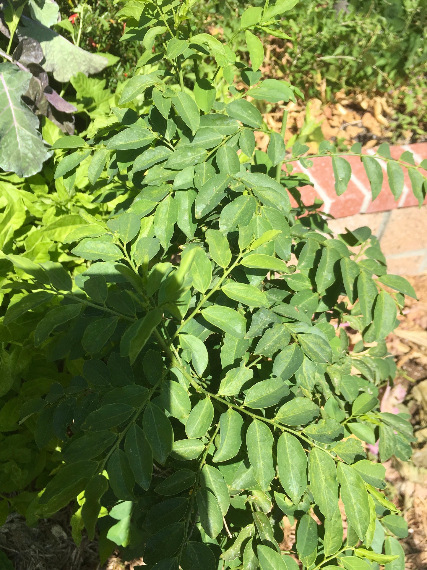 Katuk Variegated Sauropus Androgynus Star Gooseberry Sweet Leaf Bush Plant 4-10"