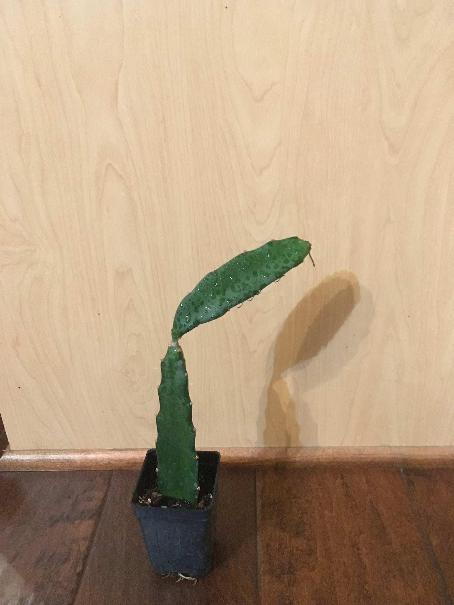 1 Sugar Dragon  Fruit Hylocereus guatemalensis X ROOTED Plant