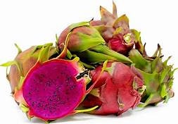1 “American Beauty” Dragon Fruit ROOTED Plant 