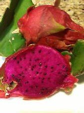 1 “Physical Graffiti” Dragon Fruit ROOTED Plant Healtny Harvesters