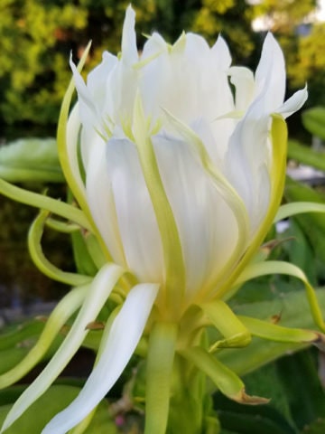 Dragon Fruit Flower