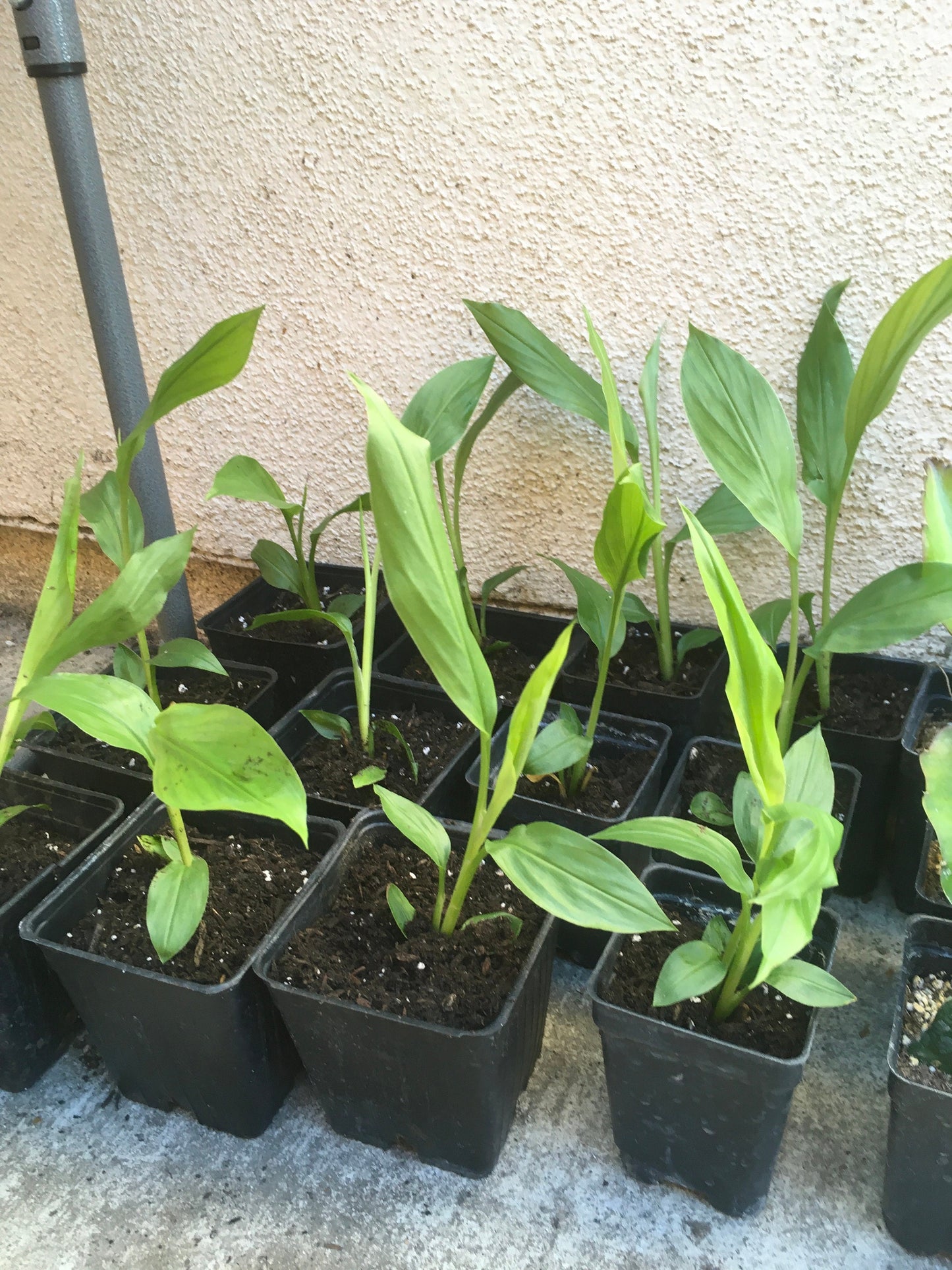 Turmeric, Curcuma longa ROOTED Plant