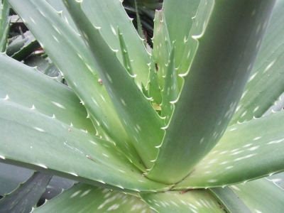 1 Aloe Vera Aloe Barbadensis Plant One Gallon Size