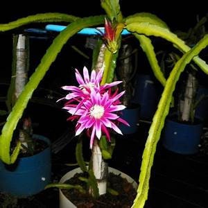 4 Connie Mayer Dragon Fruit ROOTED Plants